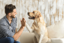 How Pet Sitting Services Can Help Your Pet Feel Safe While You're Away