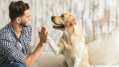 How Pet Sitting Services Can Help Your Pet Feel Safe While You're Away