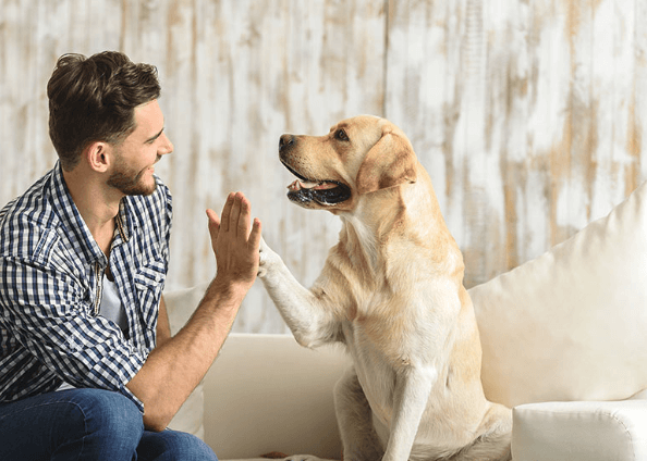 How Pet Sitting Services Can Help Your Pet Feel Safe While You're Away