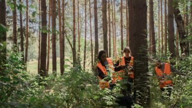 search expansion visibility strategy