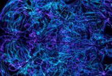 neural stellar pulse technology